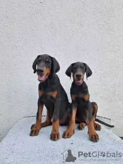 Photo №1. dobermann - à vendre en ville de Kikinda | négocié | Annonce №121579