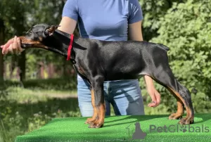 Photo №3. Chiots Dobermann. Biélorussie