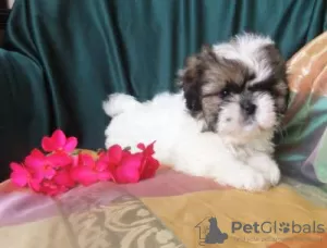 Photo №4. Je vais vendre shih tzu en ville de Lisbon.  - prix - négocié