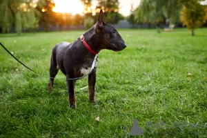 Photos supplémentaires: Vente de chiots bull terrier standard