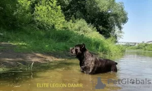 Photos supplémentaires: Cane Corso garçons