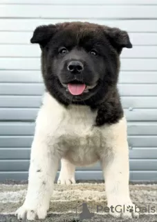 Photos supplémentaires: Akita américain, chiots disponibles