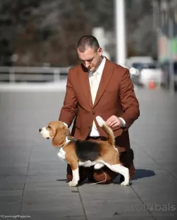 Photos supplémentaires: Beagle femelle à vendre