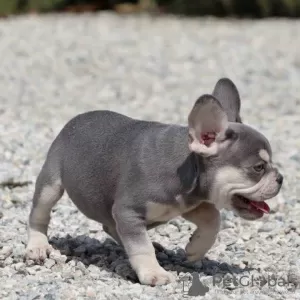 Photos supplémentaires: Bouledogue français.