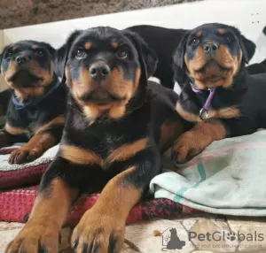 Photos supplémentaires: Les chiots Rottweiler veulent rencontrer leurs nouveaux propriétaires