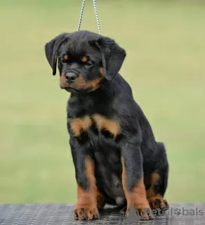 Photo №4. Je vais vendre rottweiler en ville de Нови Сад. éleveur - prix - négocié