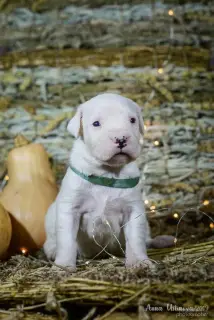 Photos supplémentaires: Grand Danois d'Argentine. Chiots