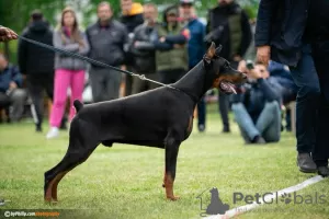 Photos supplémentaires: Chiots Dobermann