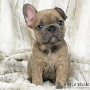 Photo №1. bouledogue - à vendre en ville de Ludwigsburg | négocié | Annonce №129186