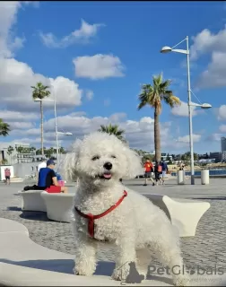 Photo №3. Bichon frisé. Allemagne