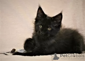 Photo №1. maine coon - à vendre en ville de Volgograd | négocié | Annonce № 12543