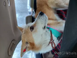 Photos supplémentaires: Transport d'animaux en Russie, dans la CEI et en Europe