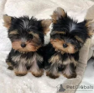 Photo №1. yorkshire terrier - à vendre en ville de Братислава | négocié | Annonce №71113