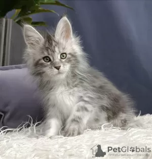 Photo №1. maine coon - à vendre en ville de Флорида Сити | Gratuit | Annonce № 96560