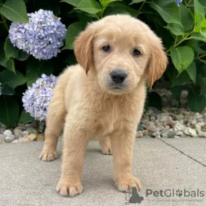 Photo №1. golden retriever - à vendre en ville de Berlin | Gratuit | Annonce №125087