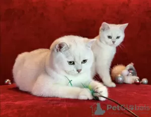 Photo №4. Je vais vendre british shorthair en ville de Лиепая. éleveur - prix - 1000€