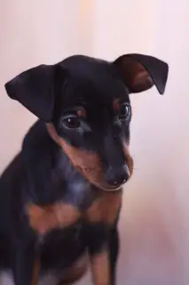 Photo №1. pinscher miniature - à vendre en ville de Minsk | Négocié | Annonce №1300