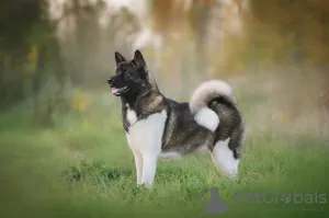 Photos supplémentaires: Chiots Akita américains à vendre