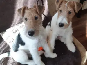 Photos supplémentaires: Fox terrier