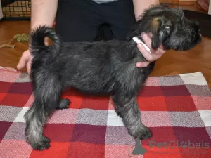 Photo №4. Je vais vendre schnauzer moyen en ville de Korolev. annonce privée, éleveur - prix - 493€