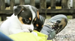 Photo №1. jack russell terrier - à vendre en ville de Гамбург | 270€ | Annonce №126470