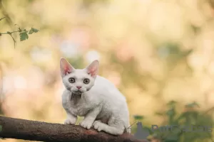 Photo №2 de l'annonce № 20685 de la vente devon rex - acheter à Fédération de Russie annonce privée, de la fourrière, éleveur