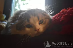 Photos supplémentaires: Chaton Scottish Fold/Highland Fold WCF