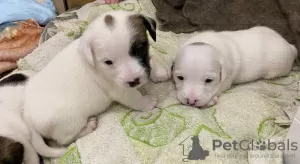 Photos supplémentaires: Les merveilleux chiots Jack Russell Terrier recherchent une maison et des