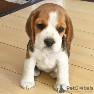 Photo №1. beagle - à vendre en ville de Kuwait City | 350€ | Annonce №65064