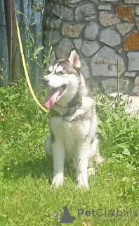 Photo №1. husky de sibérie - à vendre en ville de Voronezh | 571€ | Annonce №11608