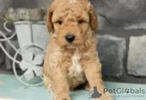 Photo №2 de l'annonce № 126258 de la vente labradoodle - acheter à Allemagne annonce privée