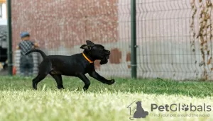 Photos supplémentaires: Stafforshire Bull Terrier anglais