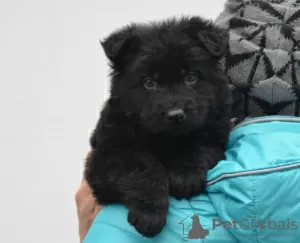 Photos supplémentaires: Chiot berger allemand, garçon aux cheveux longs noir, Champion du Monde