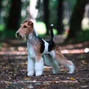 Photo №1. fox-terrier à poil dur - à vendre en ville de Usolye-Sibérien | 429€ | Annonce №2016