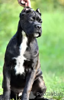 Photo №2 de l'annonce № 11638 de la vente cane corso - acheter à Fédération de Russie éleveur