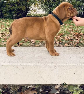 Photo №1. dogue de bordeaux - à vendre en ville de Kecskemét | 1400€ | Annonce №8072