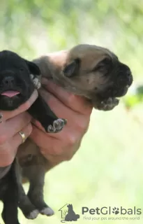 Photo №1. cane corso - à vendre en ville de Vršac | négocié | Annonce №64321