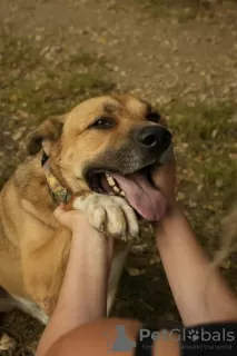 Photos supplémentaires: Le sympathique chien de compagnie Tengri est à la recherche d'un foyer !