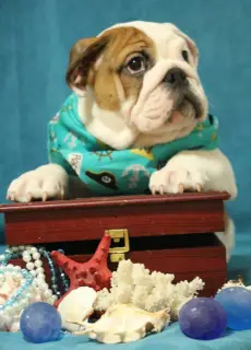 Photo №4. Je vais vendre bulldog anglais en ville de Moscou.  - prix - Négocié