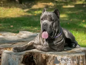 Photo №4. Je vais vendre cane corso en ville de Kaliningrad. éleveur - prix - 1000€