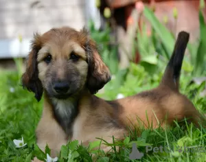 Photo №3. Chiots de producteurs d'élite. Fédération de Russie