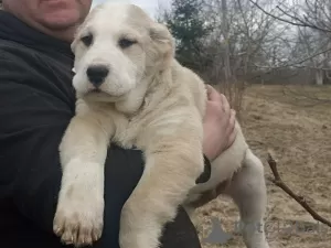 Photo №2 de l'annonce № 41366 de la vente chien bâtard - acheter à Le japon de la fourrière, éleveur