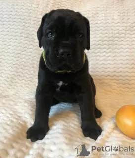 Photo №2 de l'annonce № 8933 de la vente cane corso - acheter à Fédération de Russie éleveur