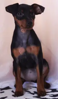 Photo №2 de l'annonce № 1300 de la vente pinscher miniature - acheter à Biélorussie annonce privée