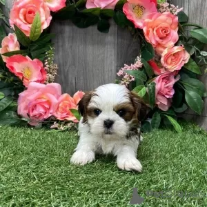 Photo №1. shih tzu - à vendre en ville de Göttingen | Gratuit | Annonce №99906