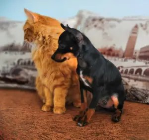 Photos supplémentaires: Chiots Russes terrier à un très bon prix