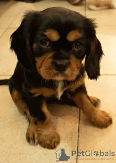 Photo №1. cavalier king charles spaniel - à vendre en ville de Jérusalem | 1798€ | Annonce №44402