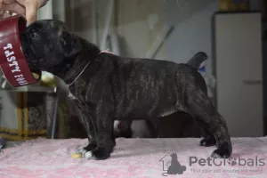 Photos supplémentaires: A vendre de beaux chiots Cane Corso - garçons et filles.