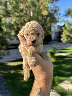 Photos supplémentaires: Caniche miniature et caniche jouet