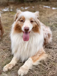 Photo №3. OFFERT POUR TRICOTER UN MÂLE DE CHIEN BERGER AUSTRALIEN! en Fédération de Russie. Annonce № 5243